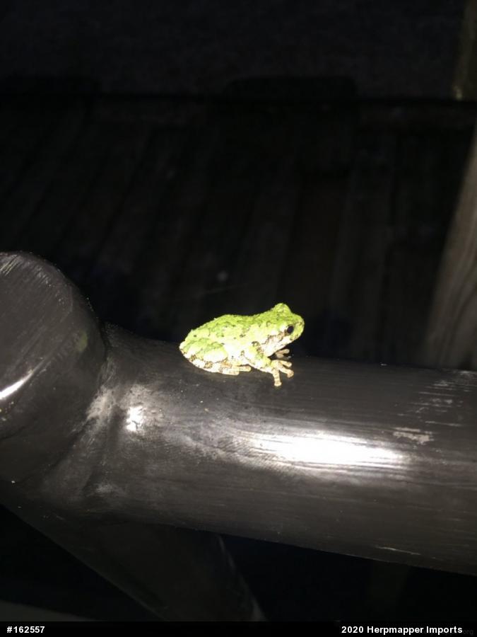 Unknown Gray Treefrog