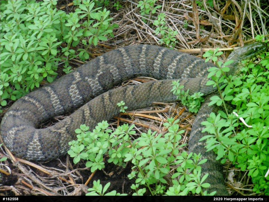 Northern Watersnake