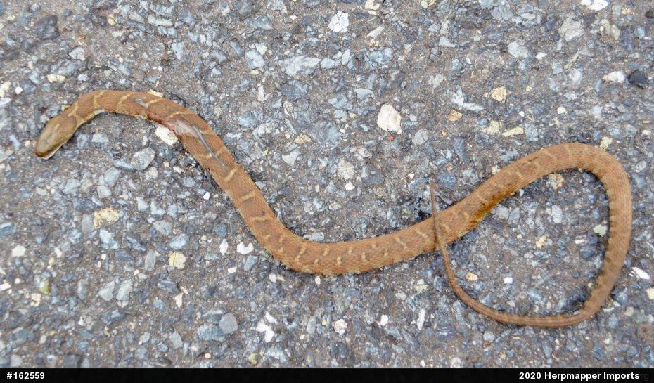 Northern Watersnake