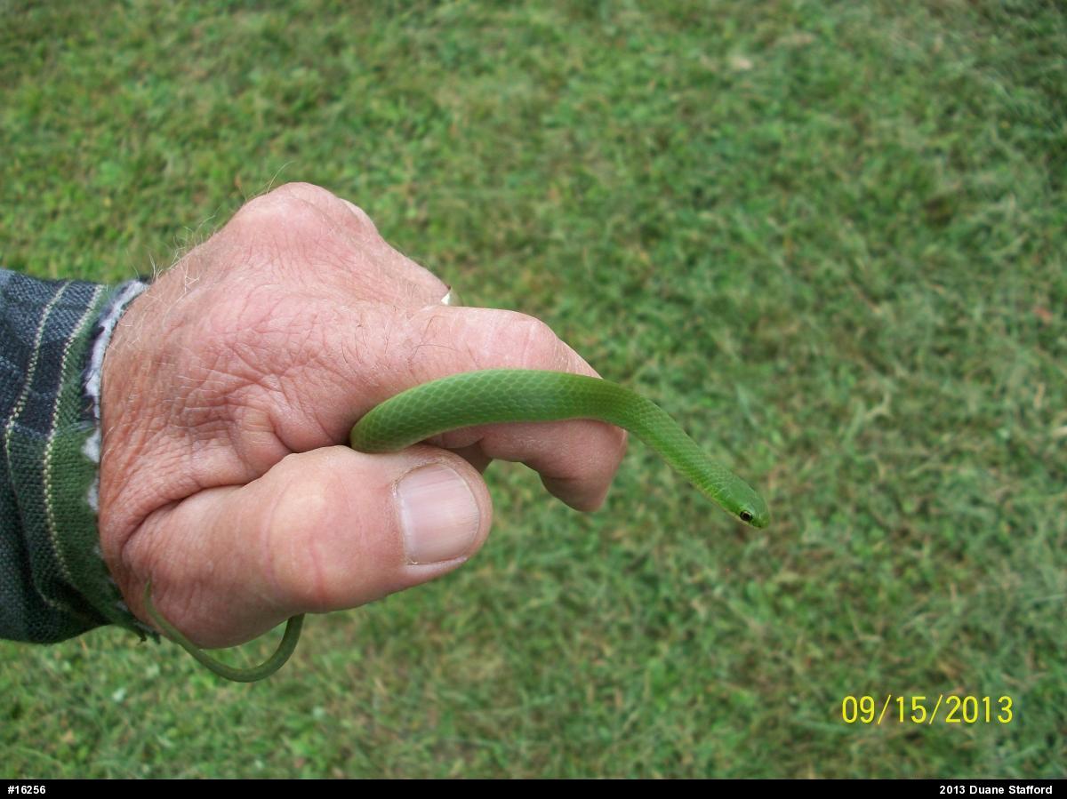 Smooth Greensnake
