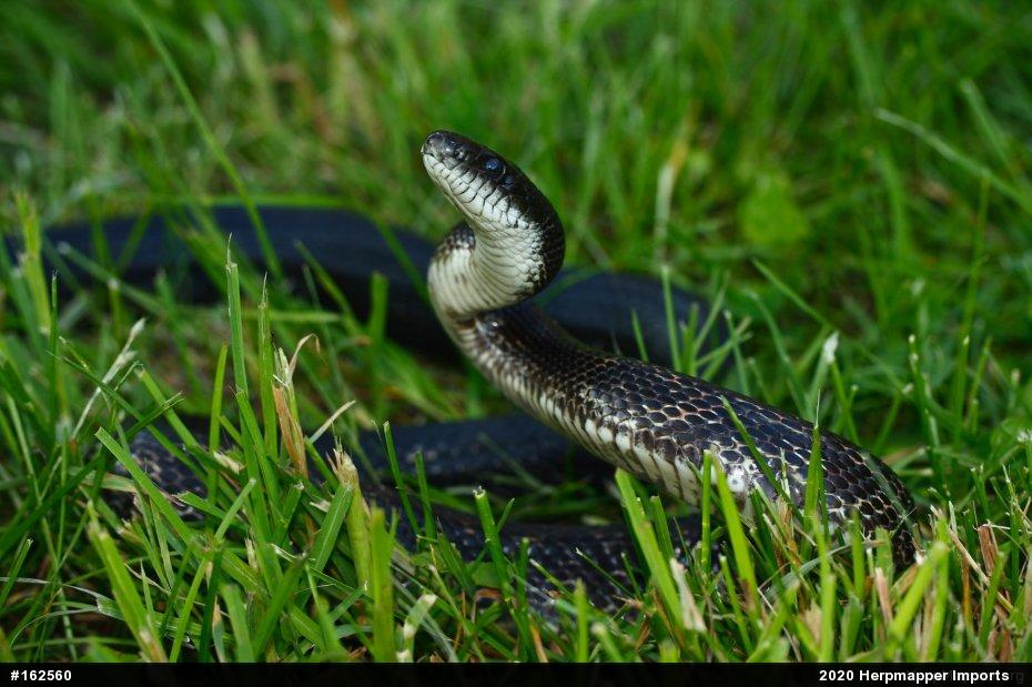 Eastern Ratsnake
