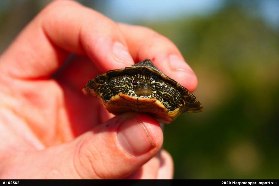 Northern Map Turtle
