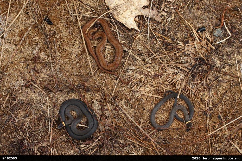 Red-bellied Snake