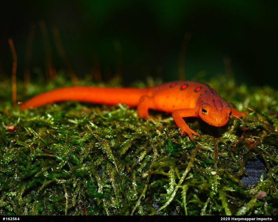Red-spotted Newt