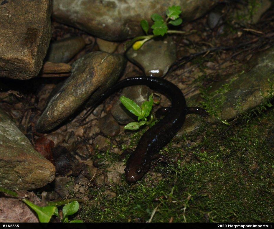 Allegheny Mountain Dusky Salamander