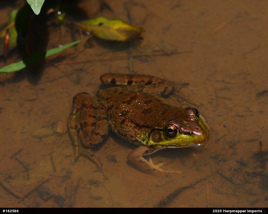 Green Frog