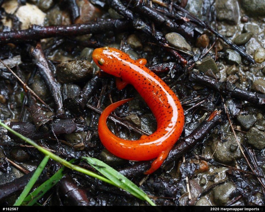Northern Red Salamander