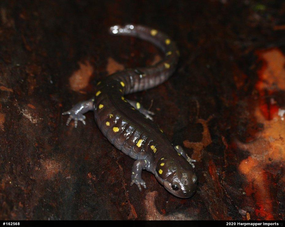 Spotted Salamander