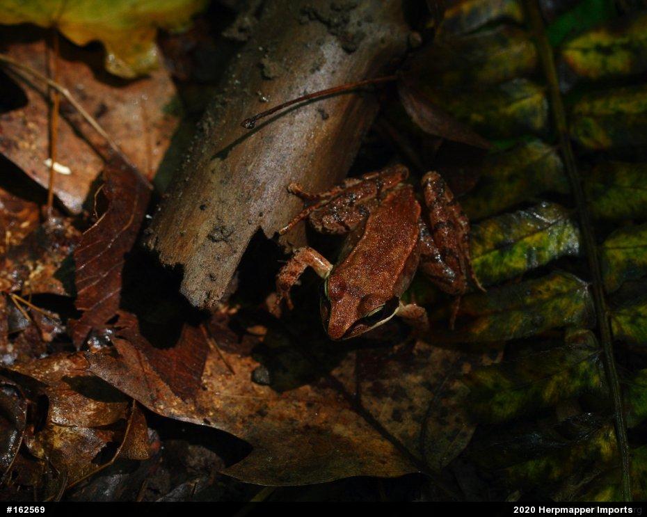 Wood Frog