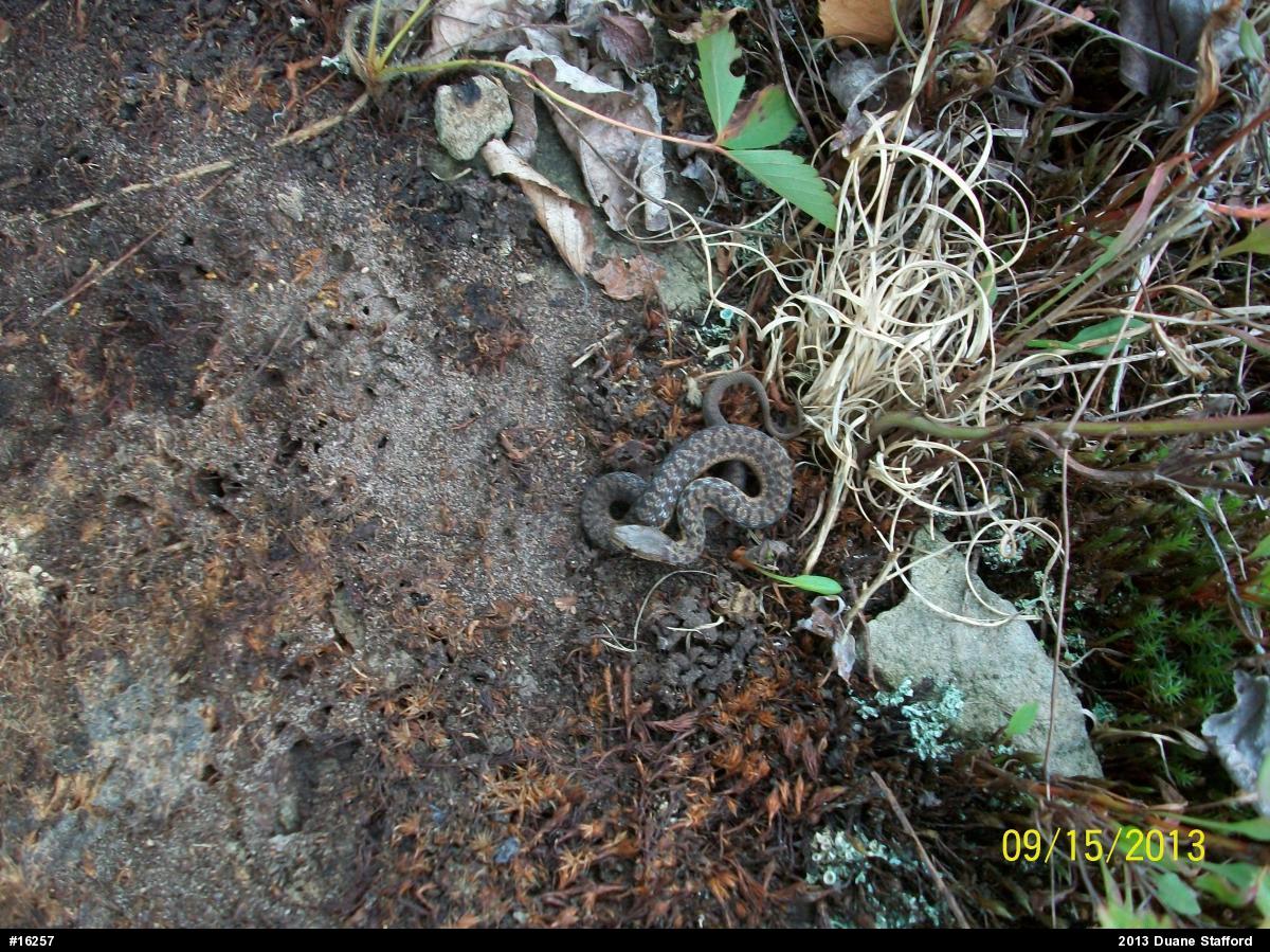 Eastern Gartersnake