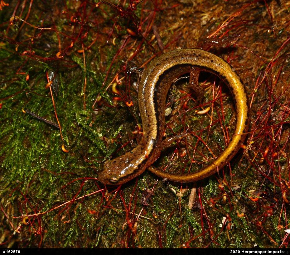Northern Two-lined Salamander