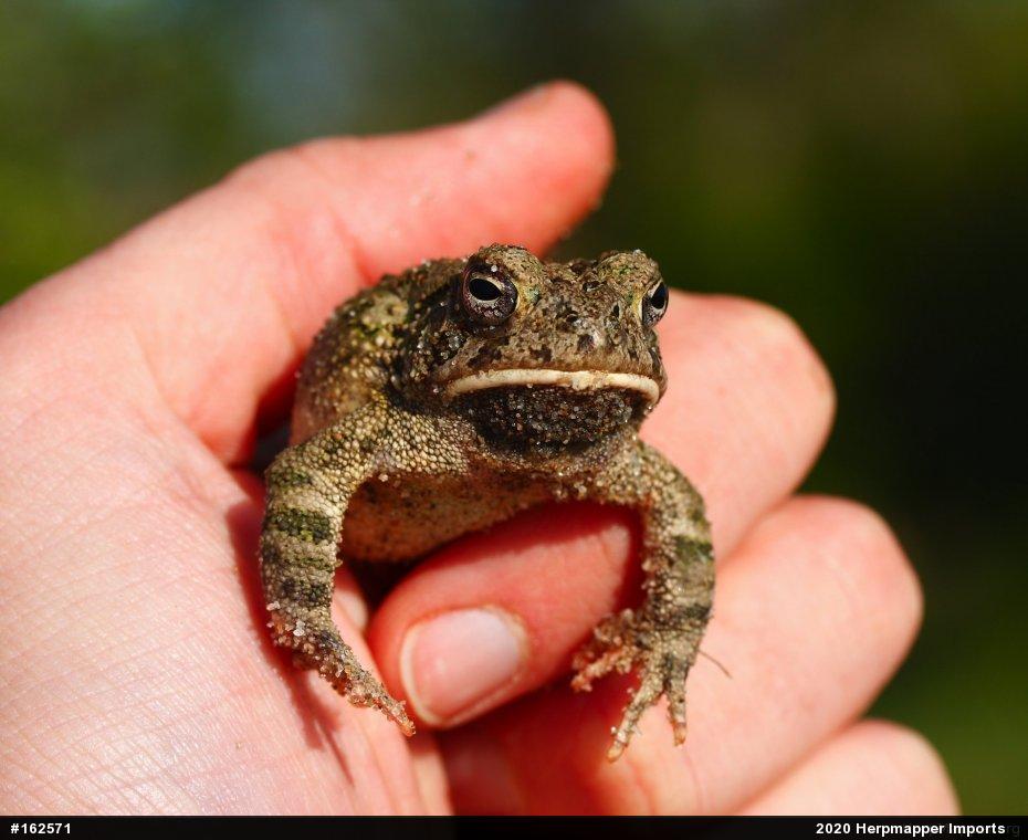 True Toads