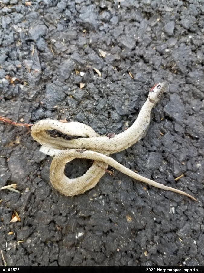 Dekay's Brownsnake
