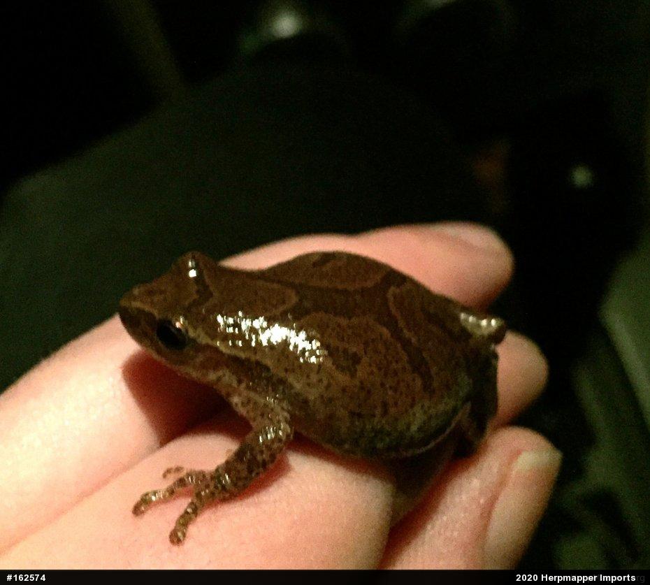 Spring Peeper