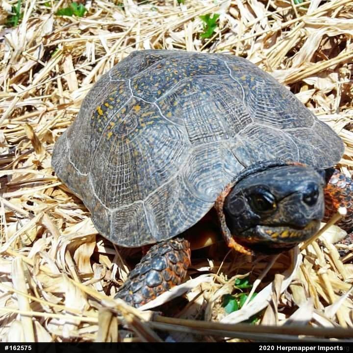 Wood Turtle