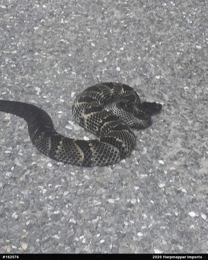 Timber Rattlesnake