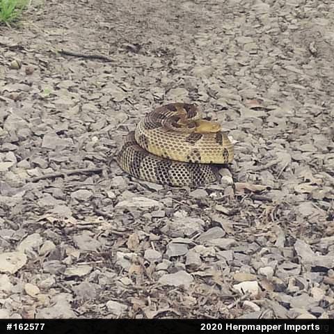 Timber Rattlesnake