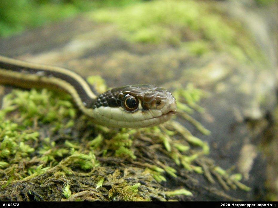 Eastern Ribbonsnake