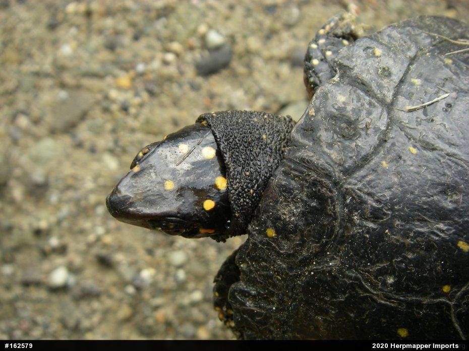 Spotted Turtle