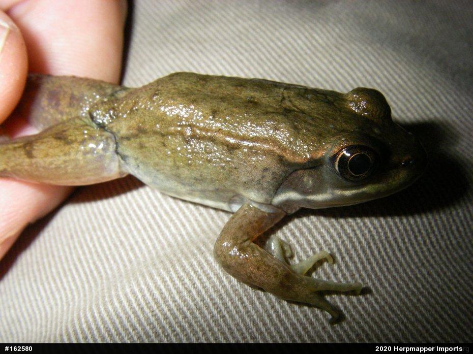 Green Frog