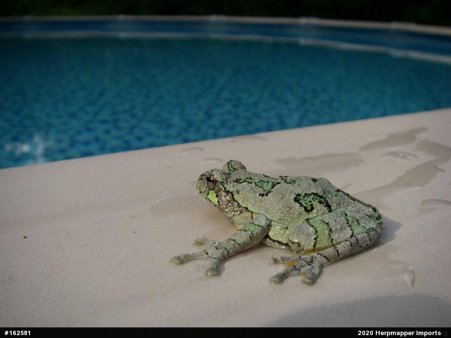 Unknown Gray Treefrog