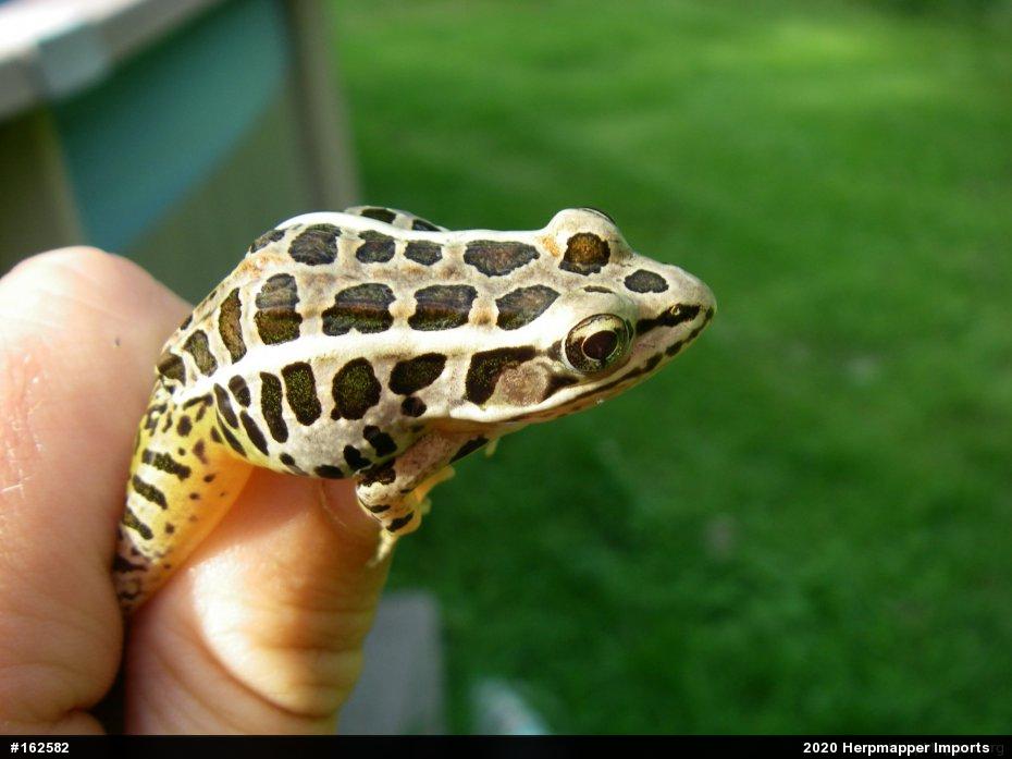 Pickerel Frog