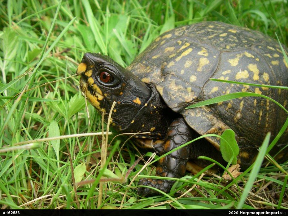 Eastern Box Turtle