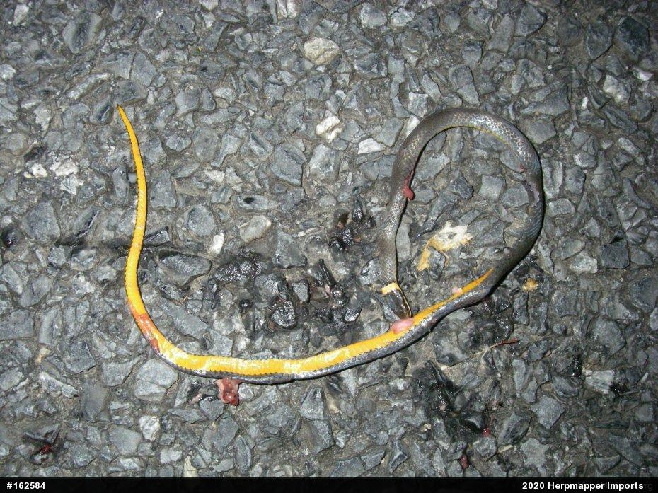 Northern Ring-necked Snake