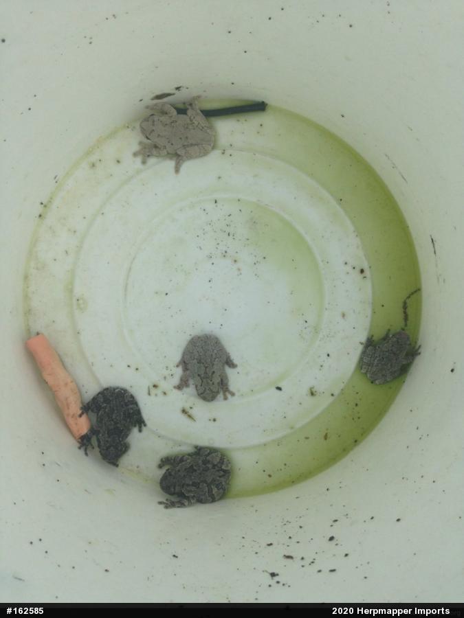 Unknown Gray Treefrog