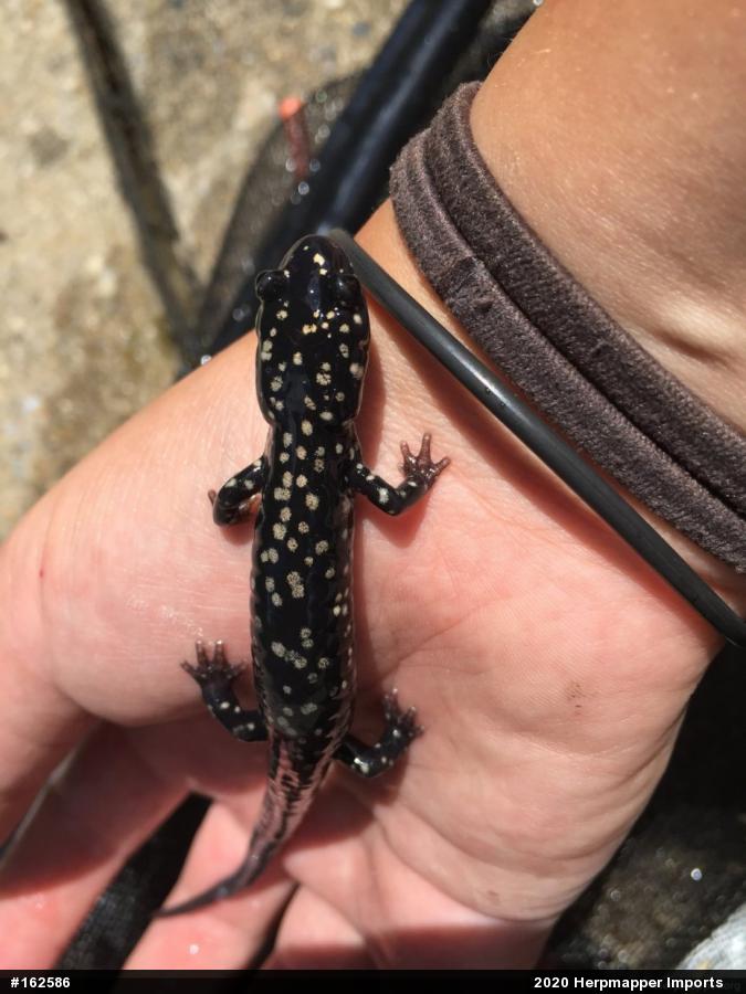 Northern Slimy Salamander