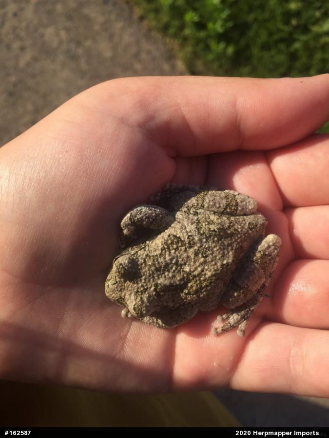 Unknown Gray Treefrog