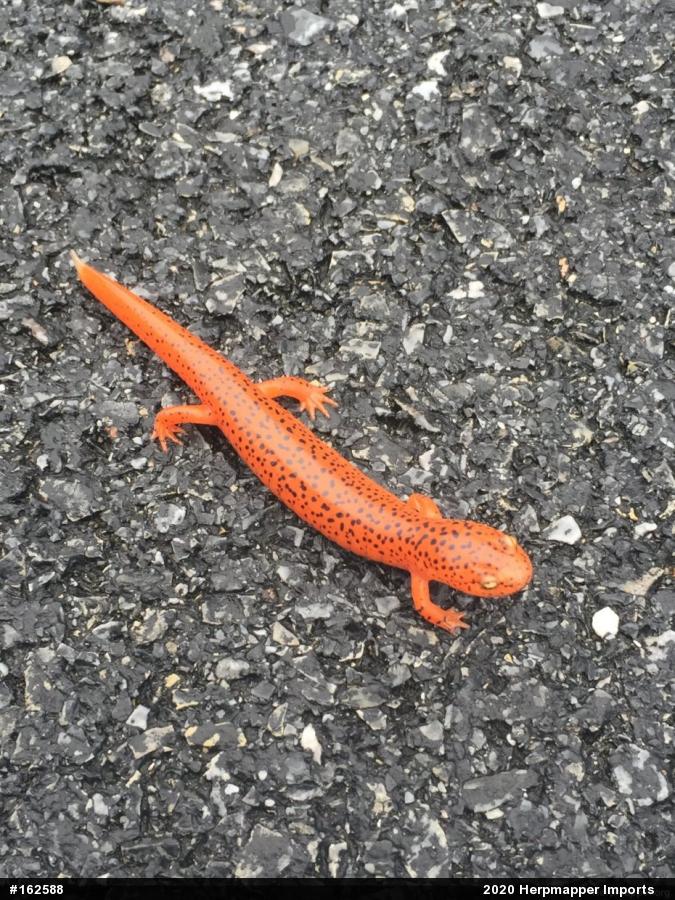 Northern Red Salamander
