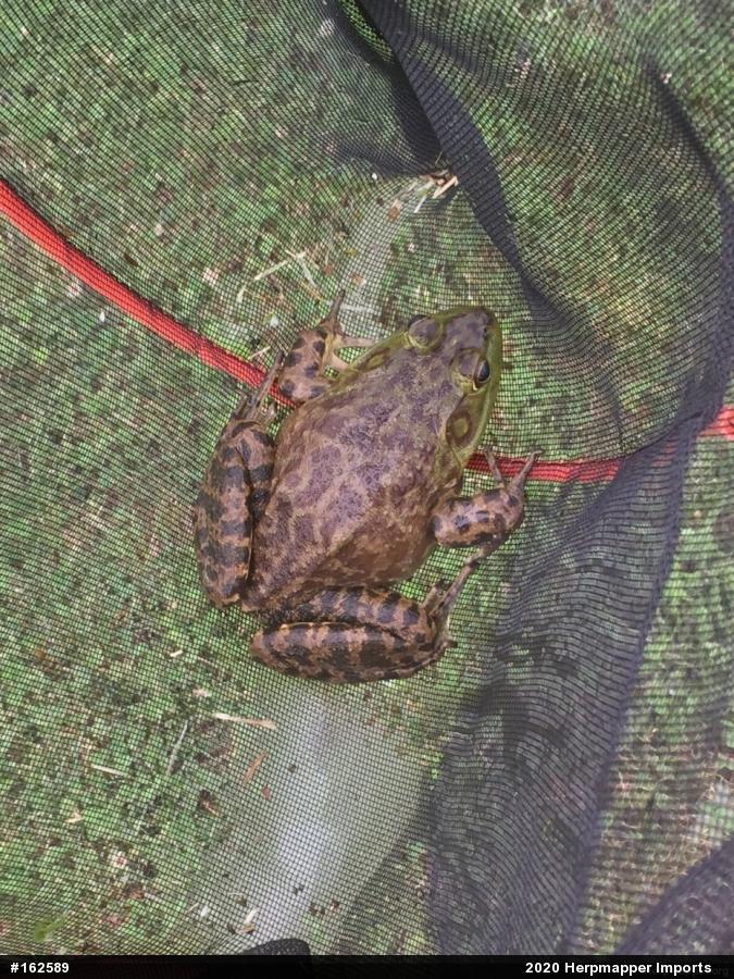 American Bullfrog