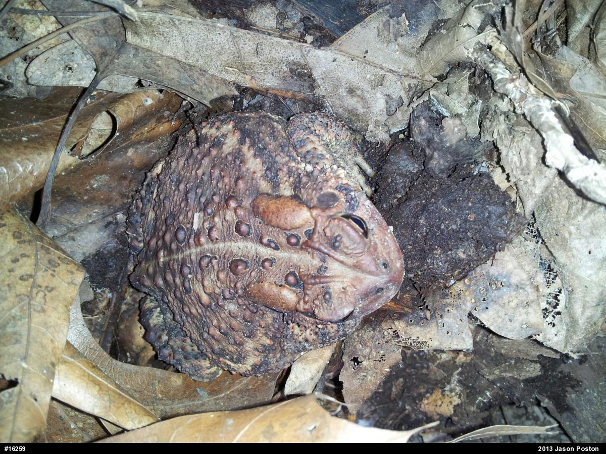Eastern American Toad