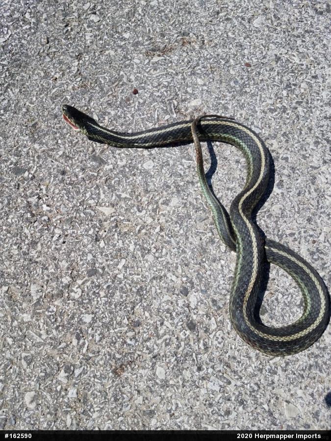 Eastern Gartersnake