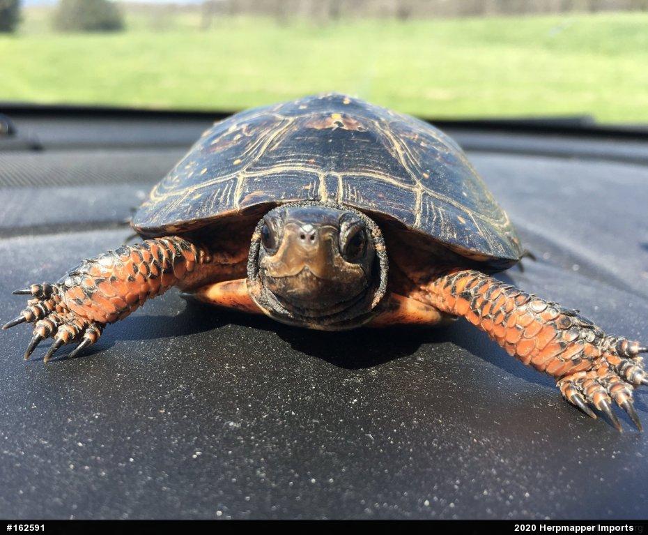Spotted Turtle