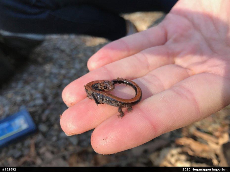 Eastern Red-backed  Salamander