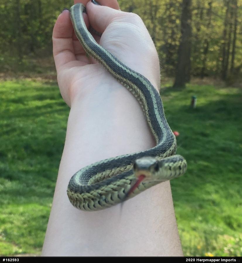 Eastern Gartersnake