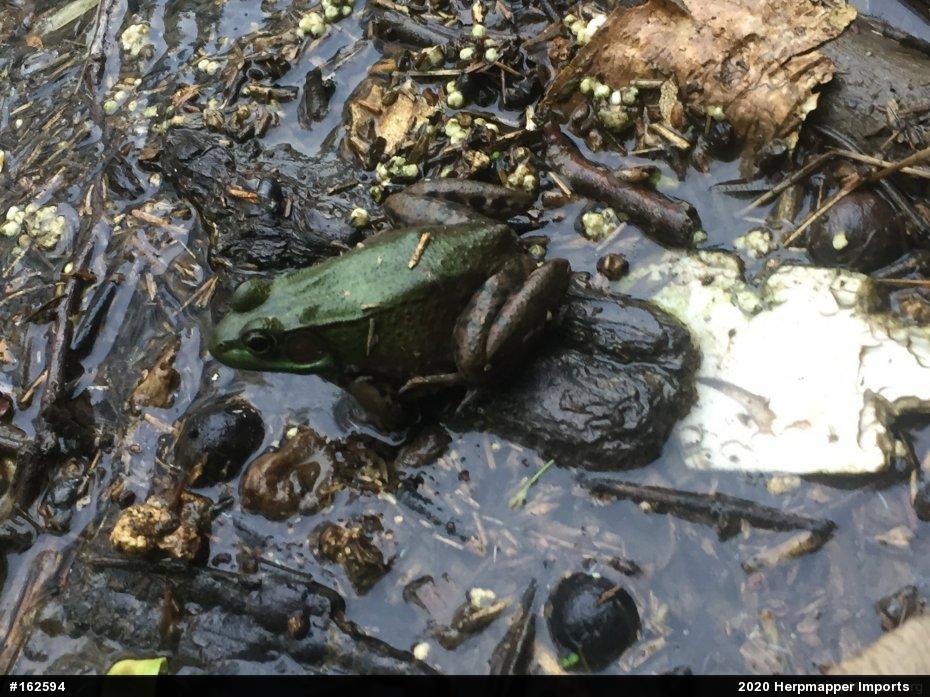 Green Frog