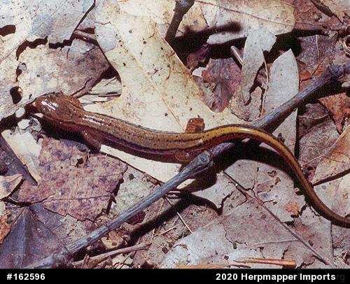 Northern Two-lined Salamander
