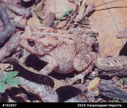 Eastern American Toad