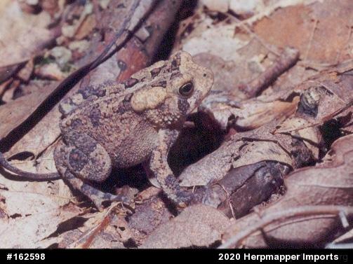 Eastern American Toad