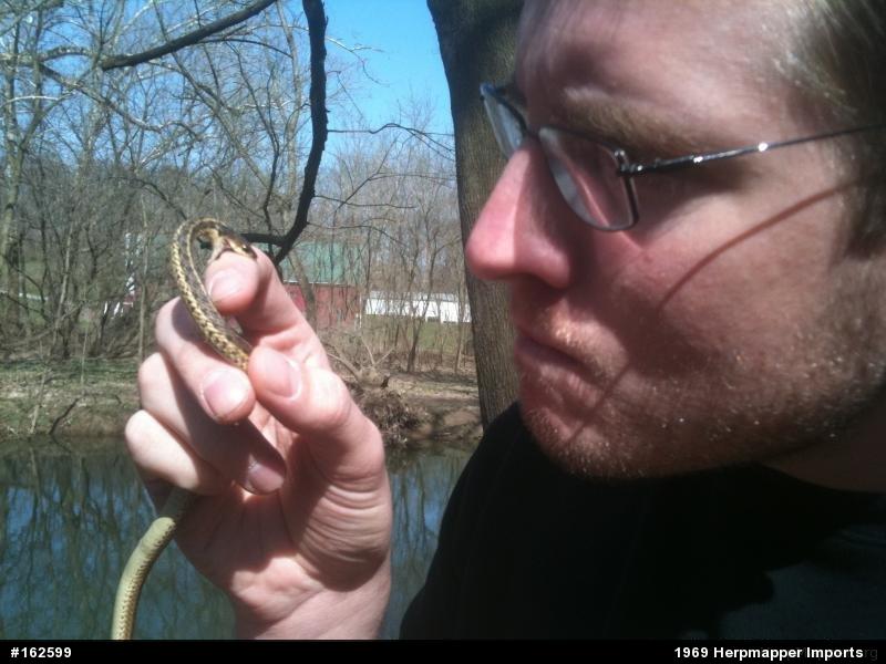 Eastern Gartersnake
