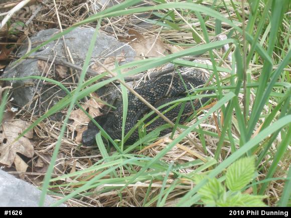 Timber Rattlesnake