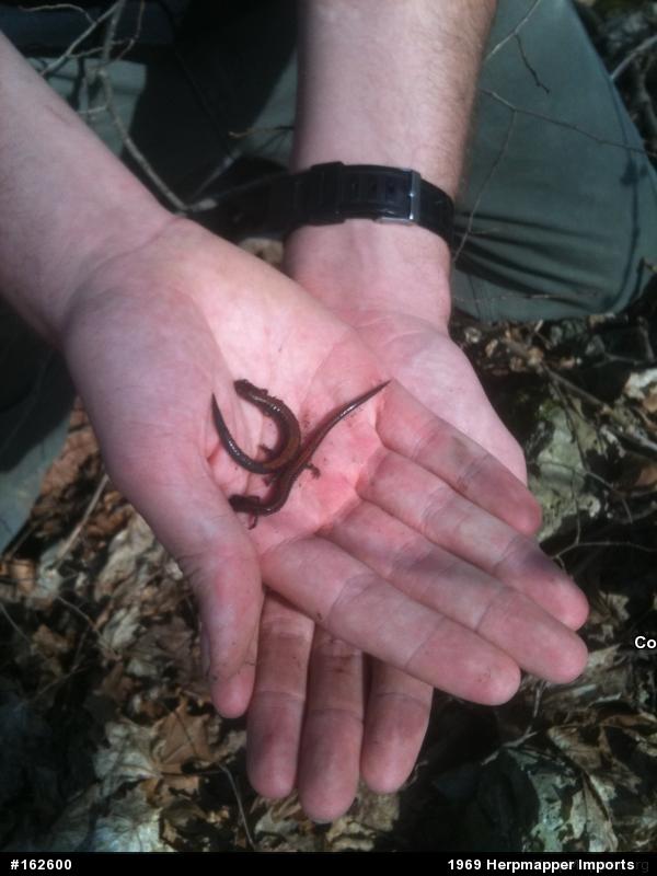 Eastern Red-backed  Salamander