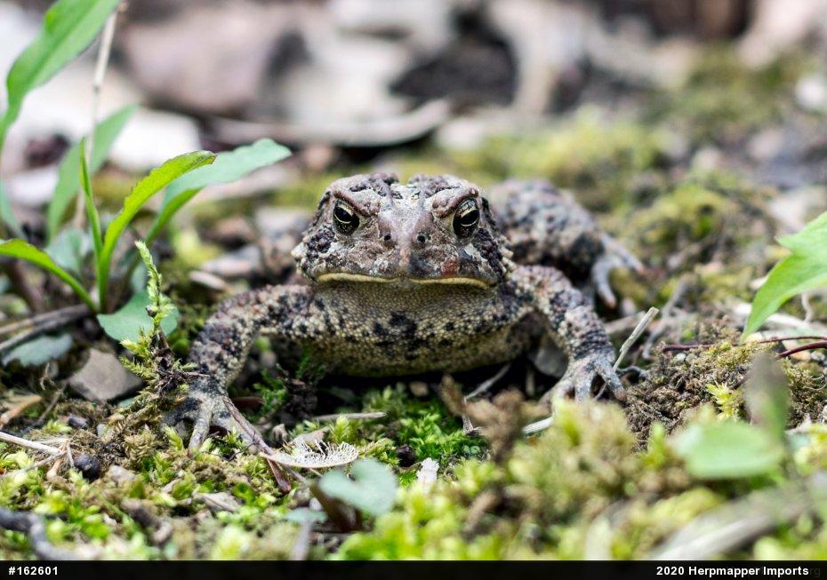 Eastern American Toad