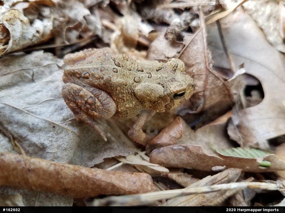 Eastern American Toad