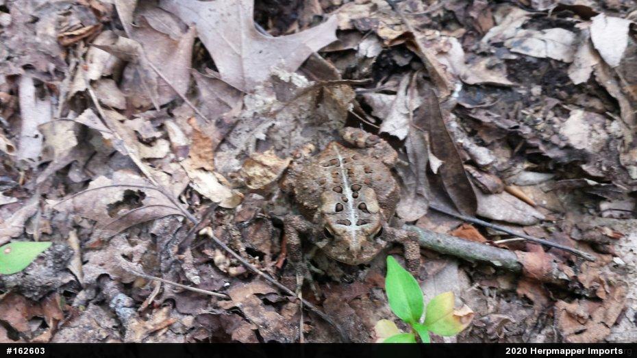 Eastern American Toad