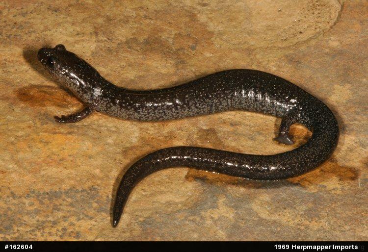 Northern Ravine Salamander