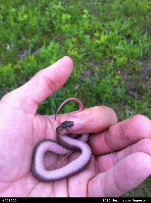 Red-bellied Snake